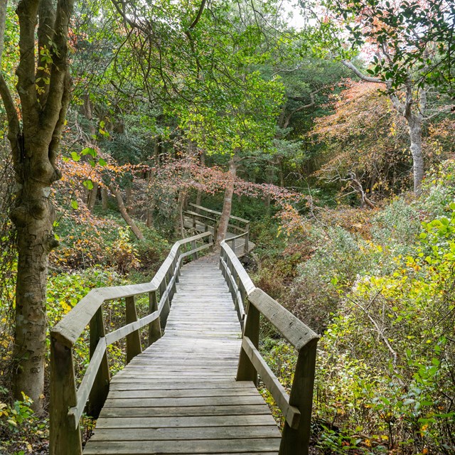A wooden boardwalk winds through a forest displaying bright fall colors.