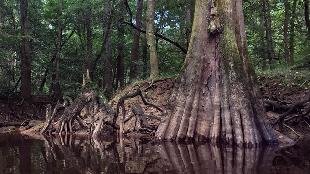 Bald cypress tree in a swamp