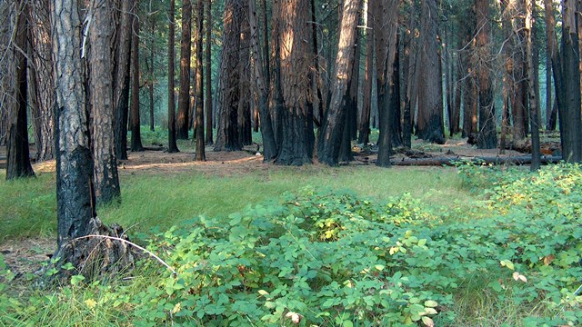 Grasses and shrubs grow in a forest singed by fire.