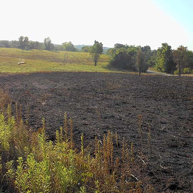 A recently burned meadow area.