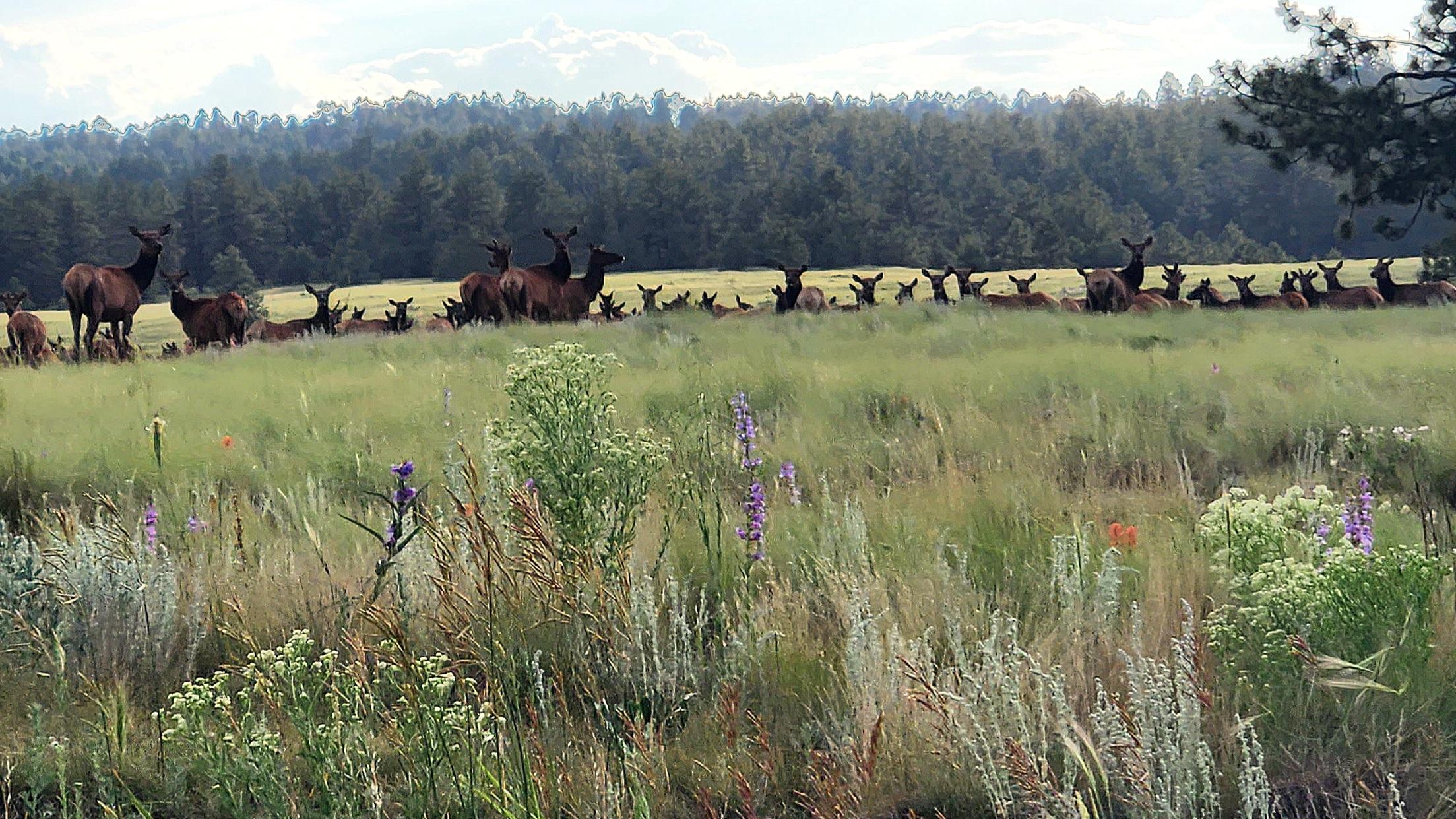 A herd of elk stand in a field of wildflowers.