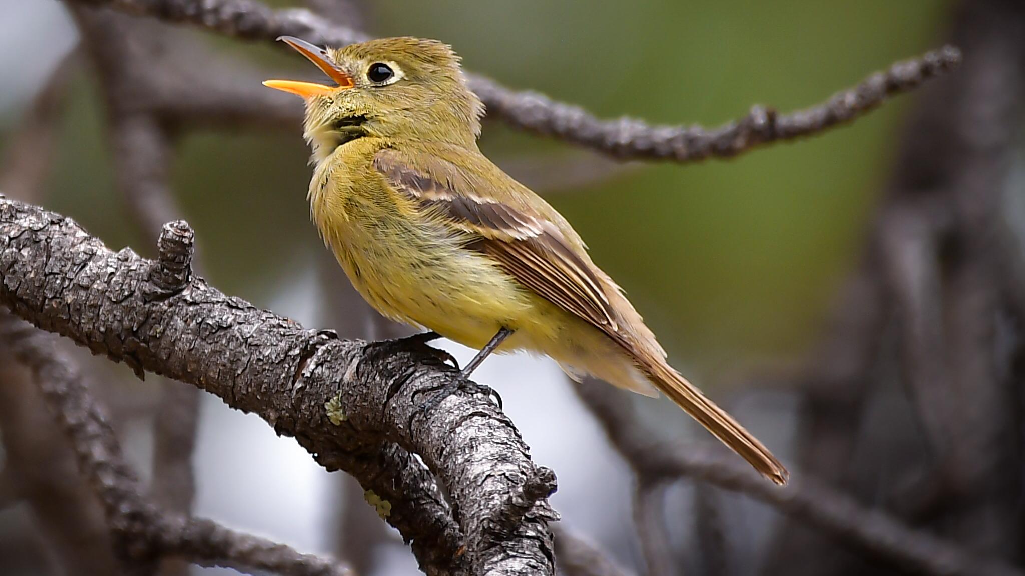 A yellow bird sings on a branch.
