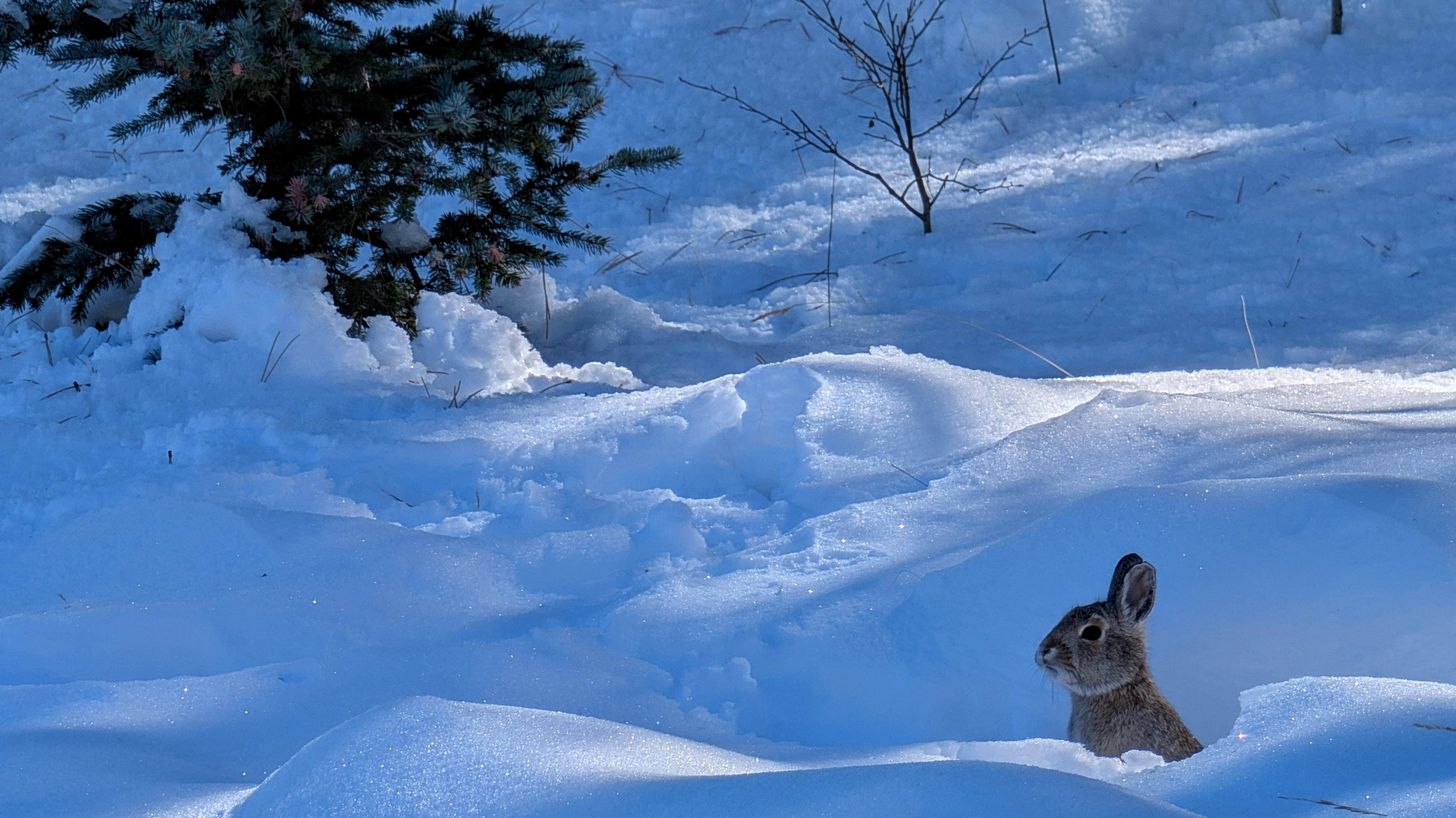 A rabbit pokes its head above a snow drift. A small pine tree is in the background.