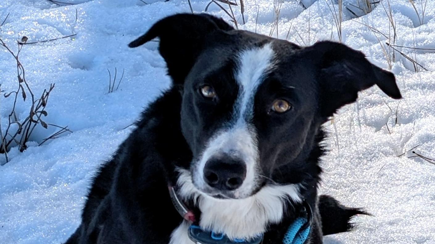 A black and white dog sits in the snow at the base of a sign which reads Pet Area. 