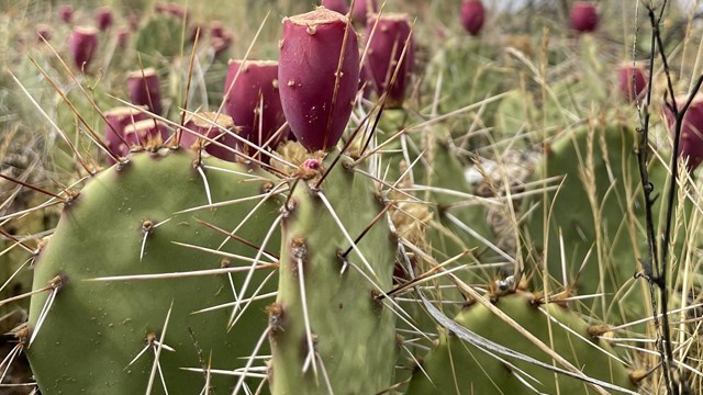 Cactus with broad green leaves and long spines. Pink oval fruit sits on top of leaves.