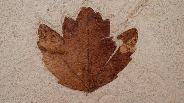 A dark brown lobed leaf fossil on tan stone