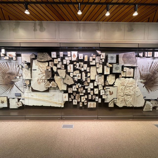 Exhibit with around 50 different Green River Formation plant fossils.