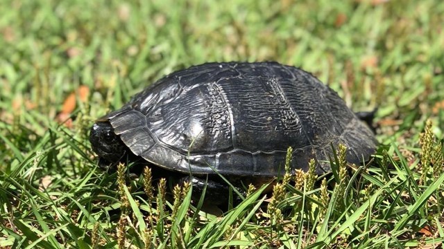 Image of a turtle 