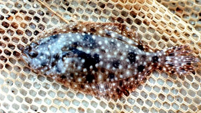 Image of a Fish