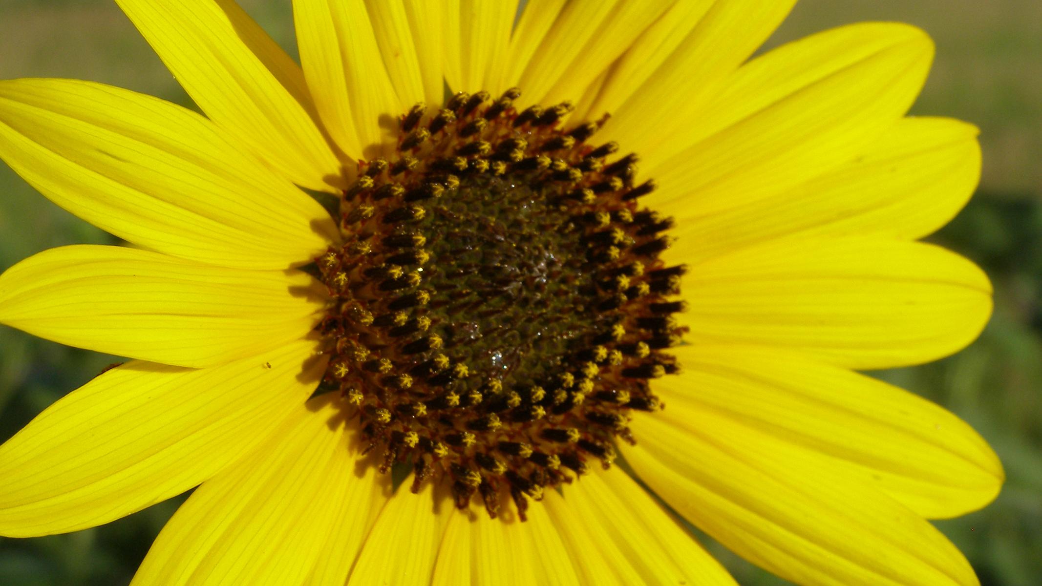 Close up image of a sunflower.
