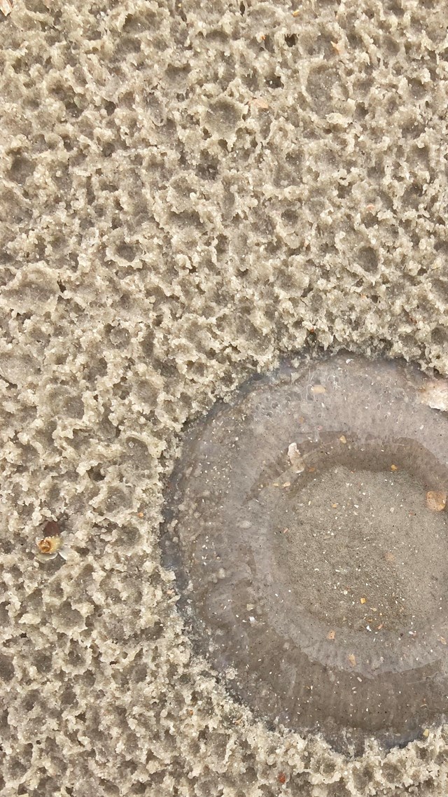 Dead moon jellyfish on the beach