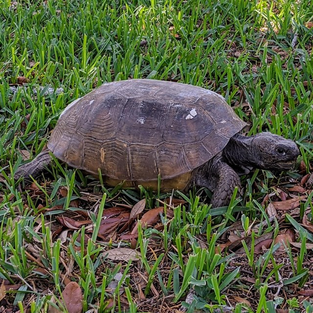 Image of a tortoise on the grass. 