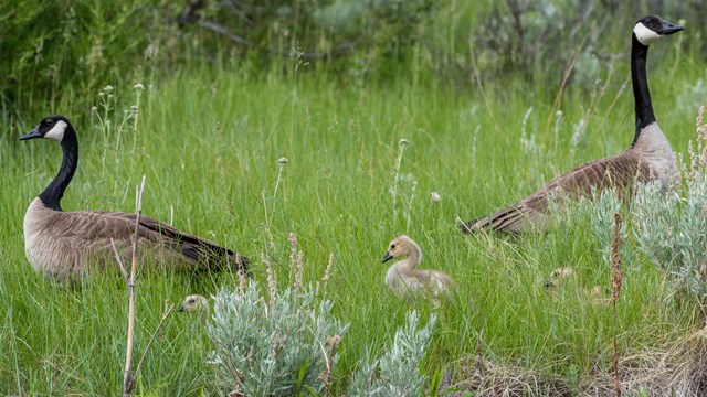 Two Canada geese and two goslings walk in a grassy area.