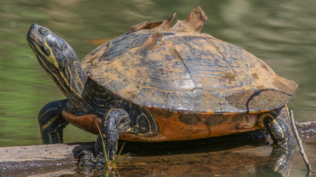 A turtle sits on a log in a stream