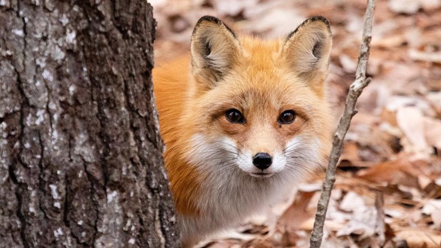 Fox hiding behind a tree