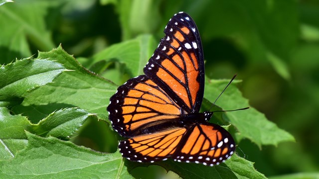 A monarch butterfly sits on a green leaf.