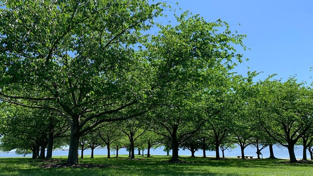 Group of trees at Fort McHenry