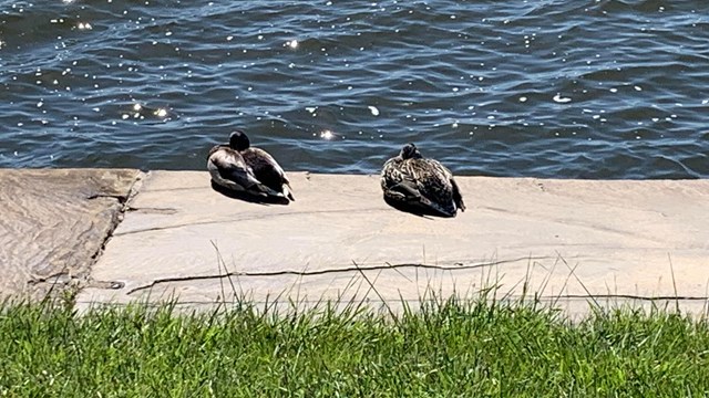 Two Mallard Ducks on the Seawall
