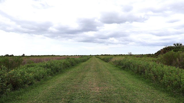 A mowed grass path through vegetation. 