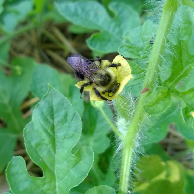 A bumblebee sitting amidst bright green foliage.