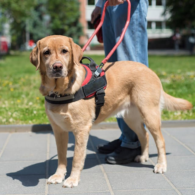 A golden retriever wearing a harness and lead.