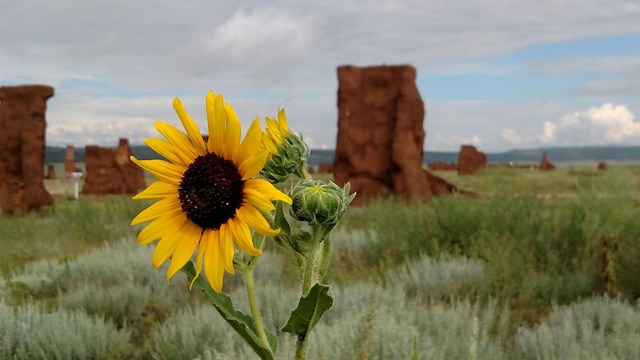 Image of sunflower 
