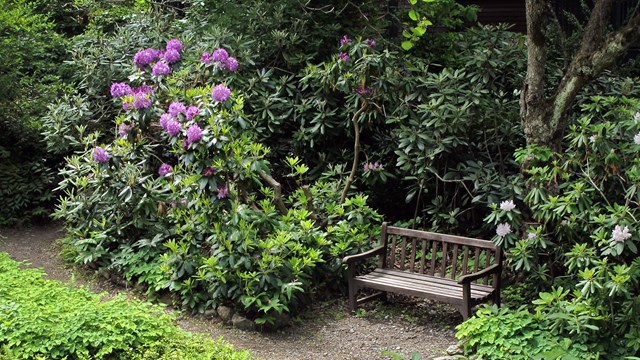 Wooden bench on dirt path with flowers and shrubs on both sides and in front. 