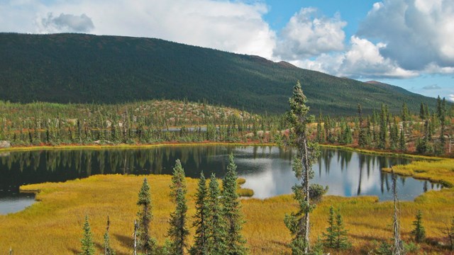 Black spruce surround a tundra pond in the mountains