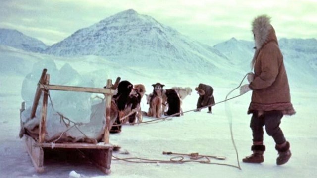 Historic photo of a person with sled dogs hauling block ice in a dogsled, in winter