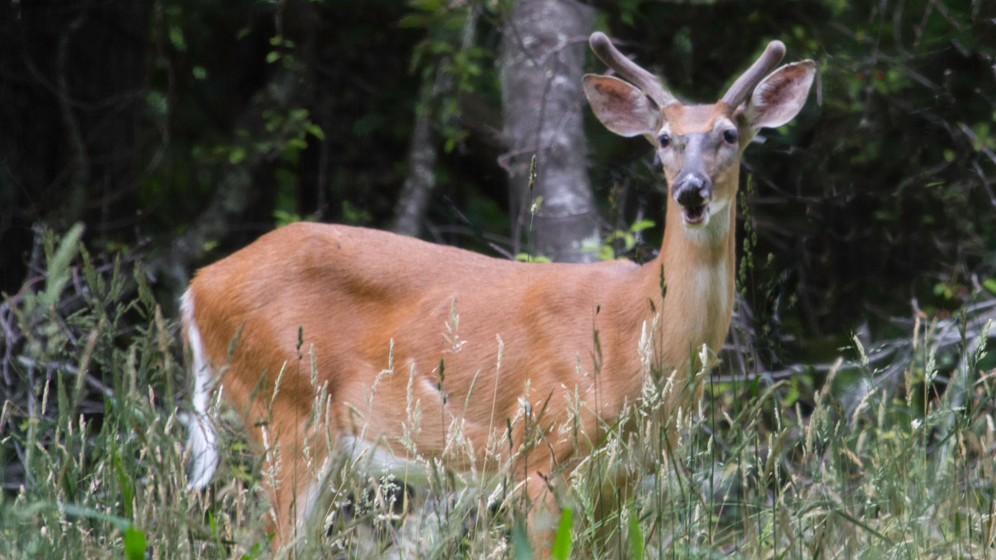 Deer standing in field