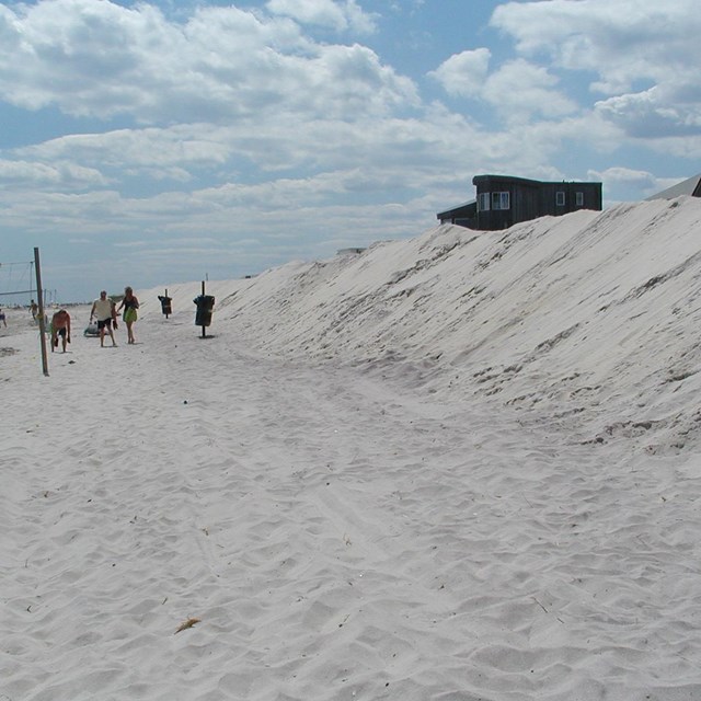 rebuilt dune pushed up by beach scraping