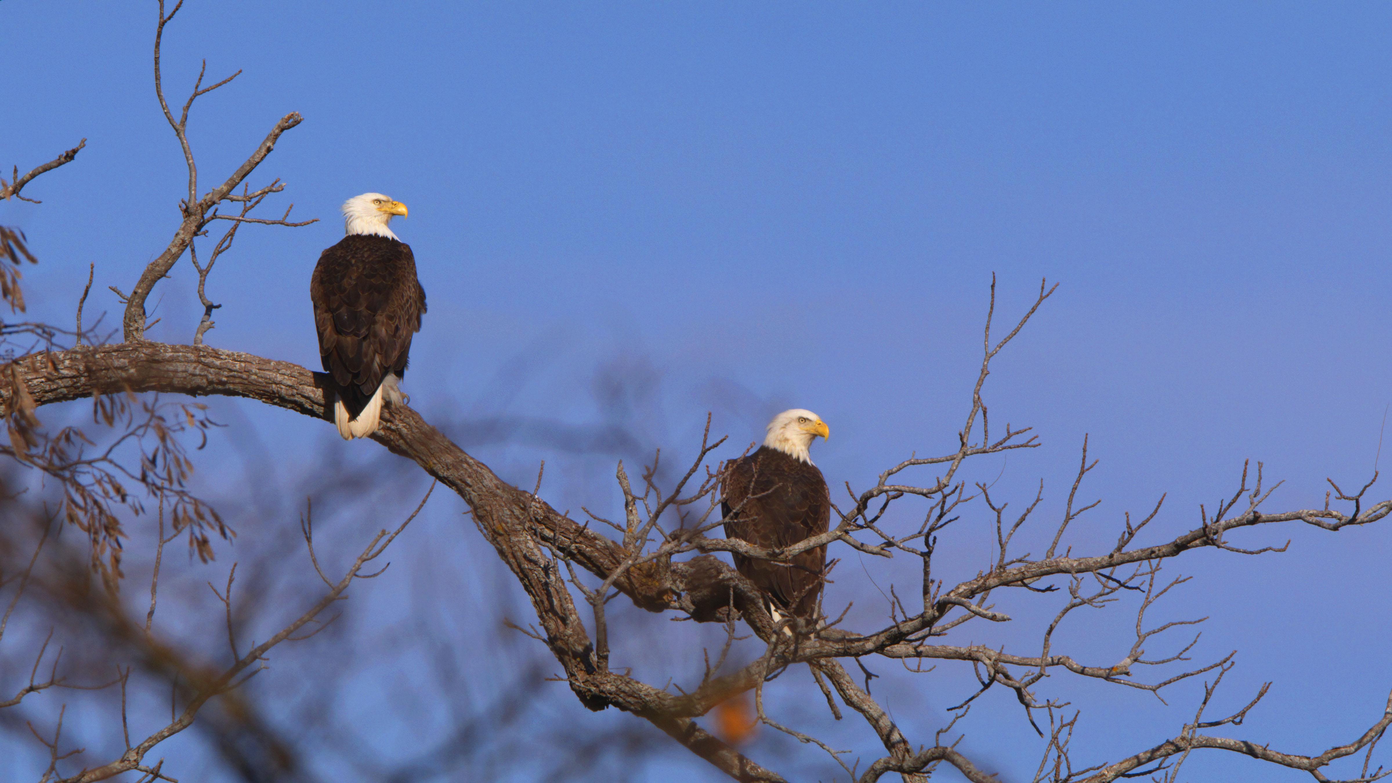 A pair of bald eagles sharing a tree branch