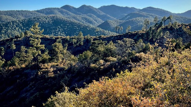 A photo of mountains with tall evergreen trees.