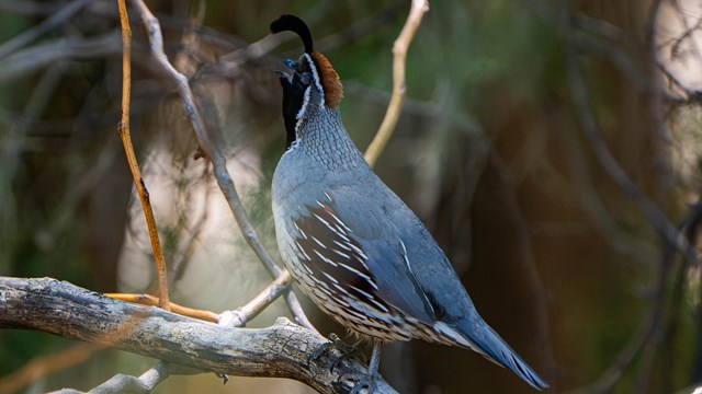 A Gambel's Quail perched on a branch, its distinctive topknot feather pointing upwards as it calls.