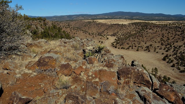 Soap tree yucca pokes through rocks on a cliff overlooking a dry wash below.