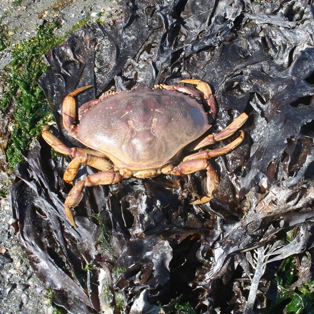 a dungeness crab on kelp