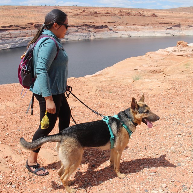 A leashed dog and person with doggy bag in hand walk next to a cliff edge.