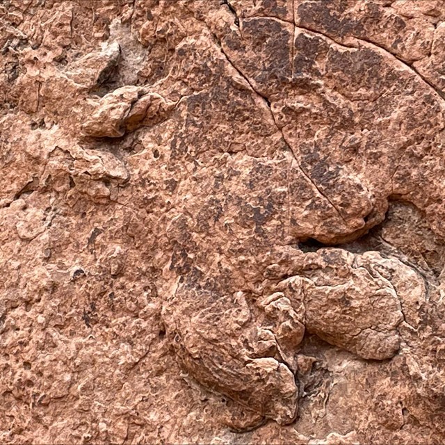 Sandstone slab with three-toed fossil track