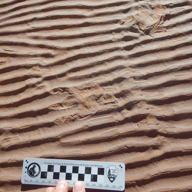 Sandstone slab rippled like a sand dune. Fossil tracks across the slab.