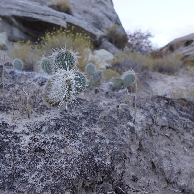 dark patches of chunky dirt on top of lighter sandy soil. Cactus in background.