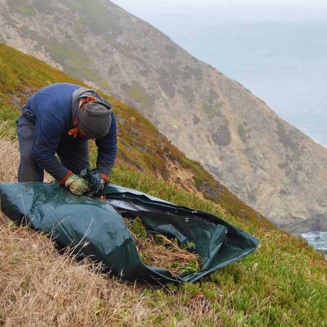 Researcher gathers invasive ice plant on a coastal cliff.