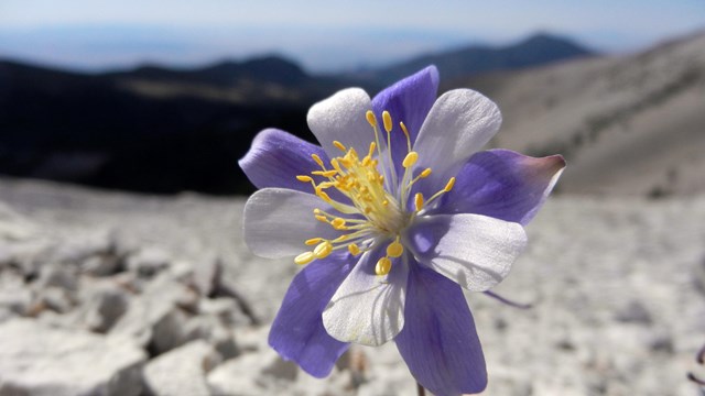 A close up of a small flower with thin alternating white and purple petals with a yellow center.