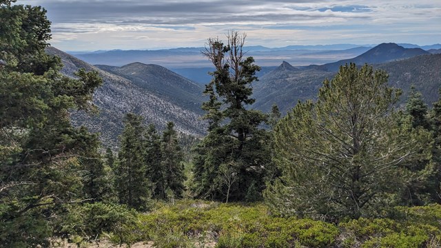 Scattered pines and low shrubs with a view of forested mountain slopes in background.