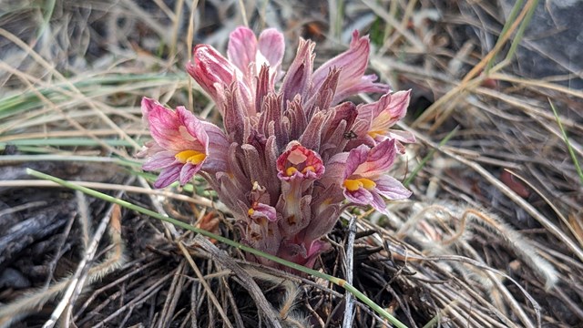Low pink flower with multiple blooms emerging from surrounding clump of grass.
