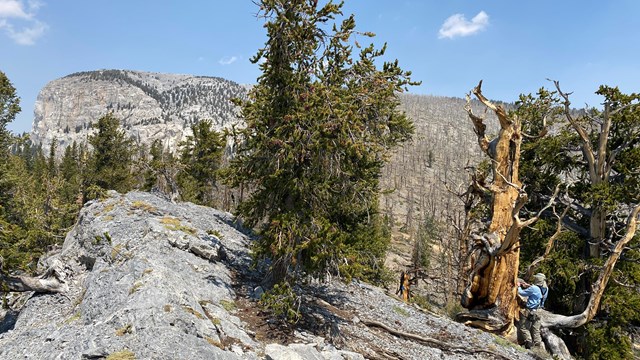 Bristlecone pines on high rocky ridge. Scientist measures diameter of a dead pine.