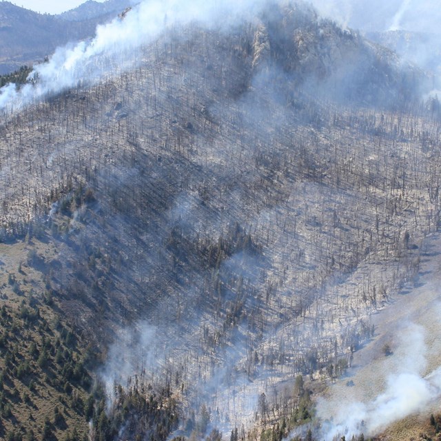 View of burned trees and smoke from fire burning up a slope.