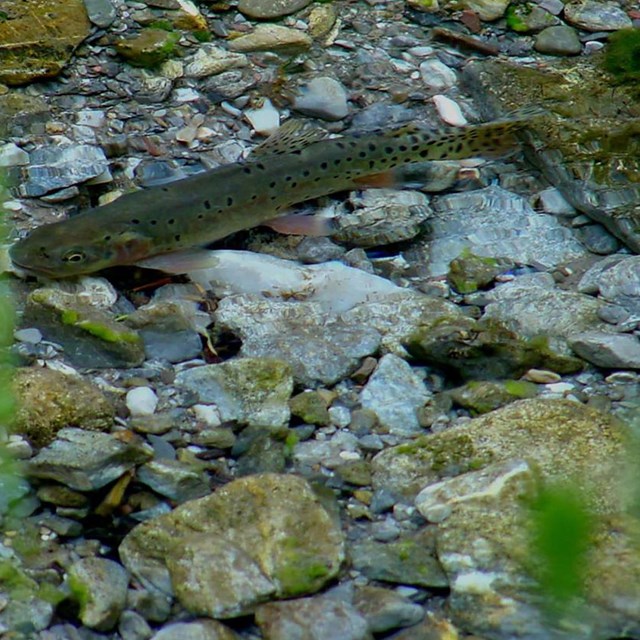 Fish with green body, dark spots and reddish fins and gills floats along bottom of rocky stream.