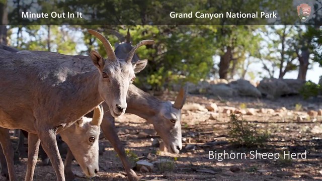 A group of bighorn ewes are entering a forested area.