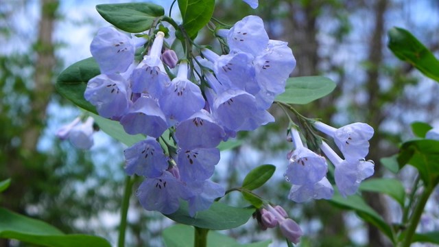 Bluebells in bloom.