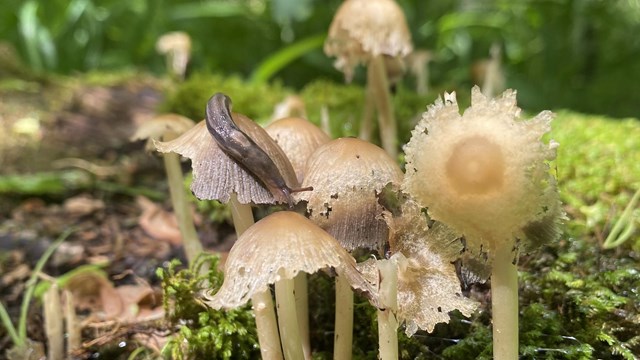 A skinny brown slug on little brown mushrooms, growing from a mossy log in the forest.